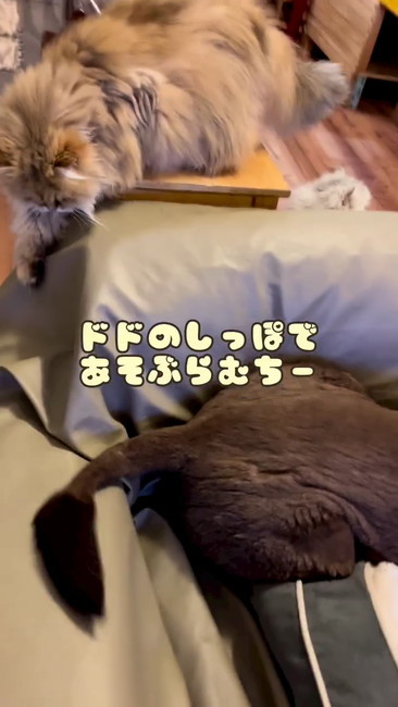 犬と猫