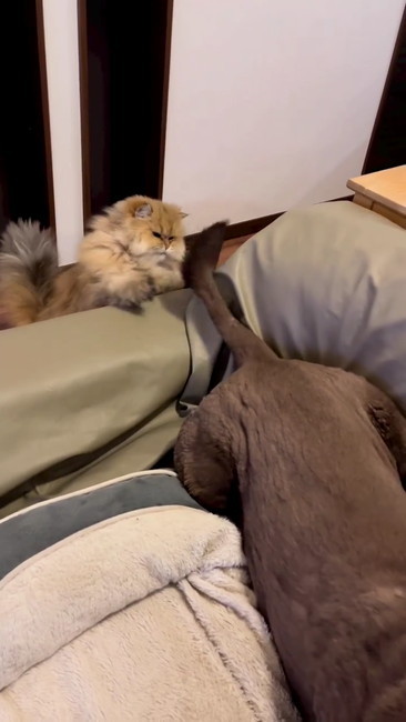 下から顔出すネコ