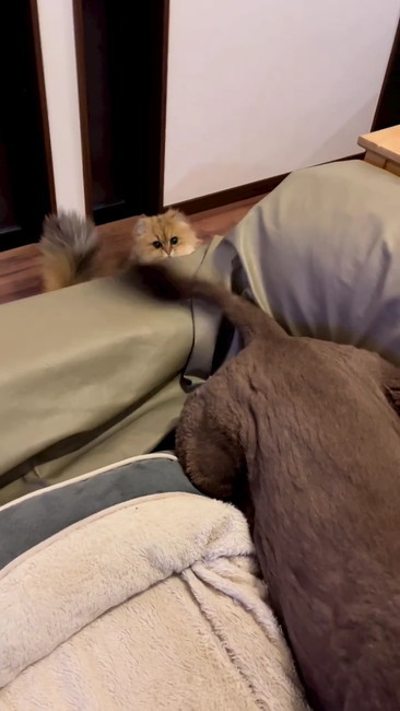 しっぽ見つめる