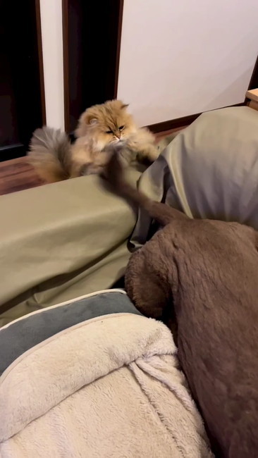 しっぽに飛びかかる