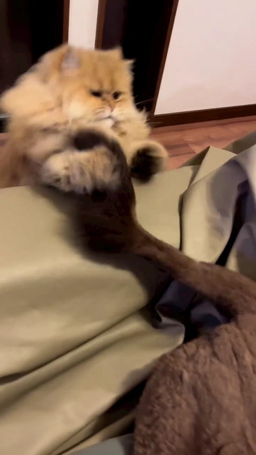 しっぽまきつく