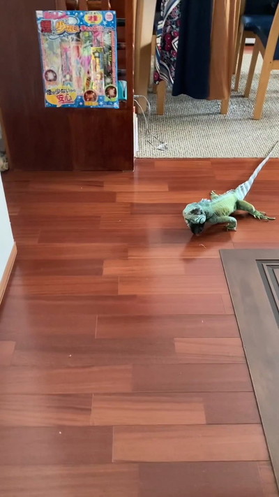 おかえりイグアナ