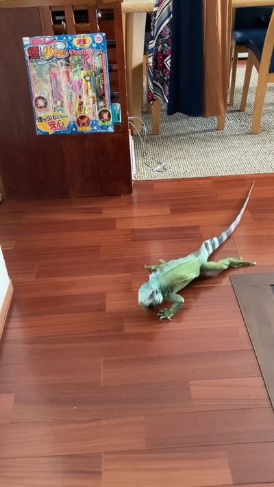 寄ってくるイグアナ