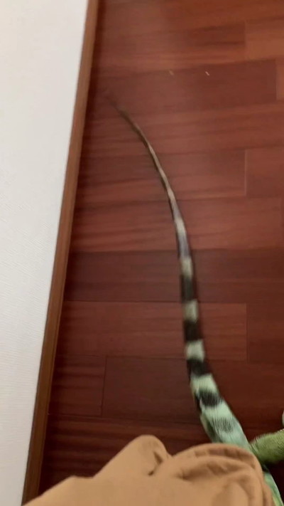 すりすりするイグアナ