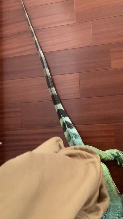 うれしそうなイグアナ