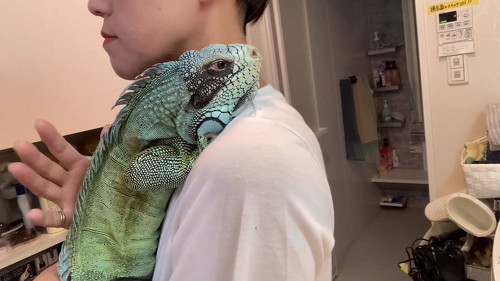 抱っこされるイグアナ