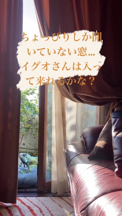 日光浴中のイグアナ