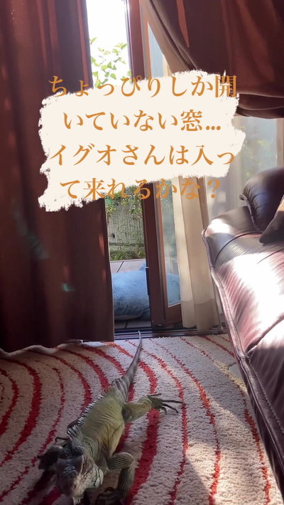 部屋に入ったイグアナ