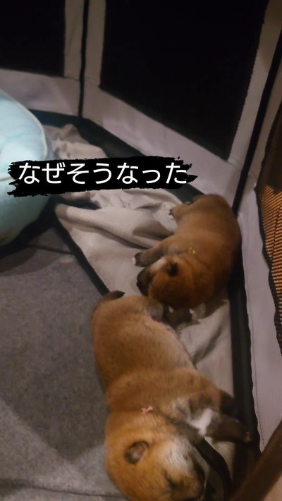 寝る子犬