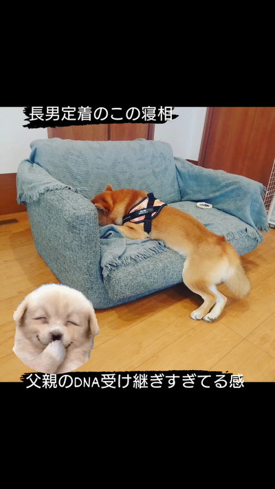 ソファに横たわる父犬