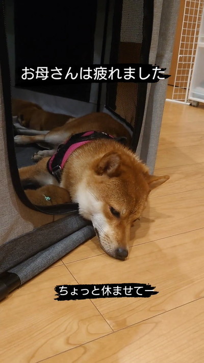 お疲れモードの母犬