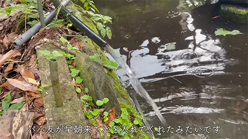 水を入れてくれていた