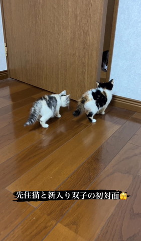 そっとドアをのぞく子猫たちと先住猫