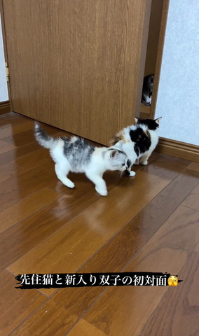 子猫を後ろを歩く子猫