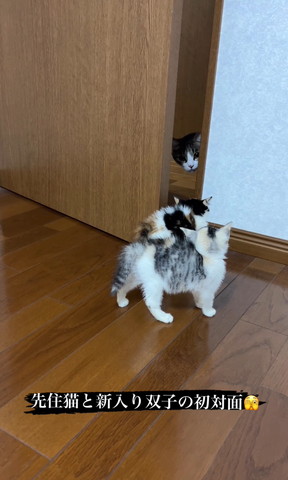 並んで威嚇する子猫たち遠くから