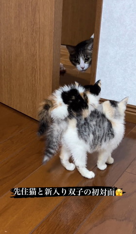 並んで威嚇する子猫たちアップ