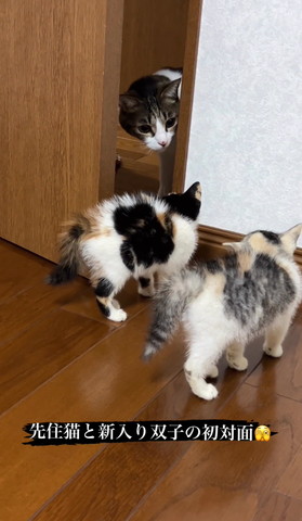 子猫を見る先住猫