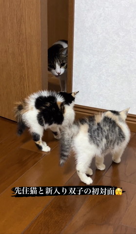 子猫たち見て鳴いてる猫