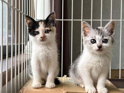ケージで並ぶ子猫2匹