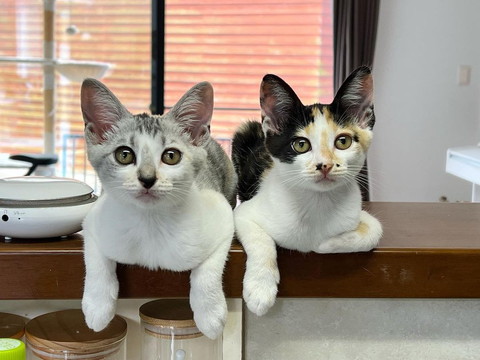 台所で並ぶ子猫2匹