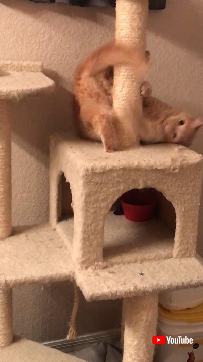 追いかける猫リス