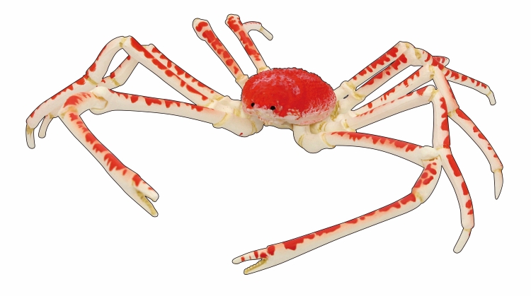 生物細密画画「タカアシガニ」