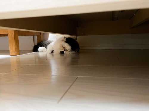 ソファ下猫