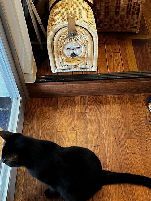 エキゾチックショート