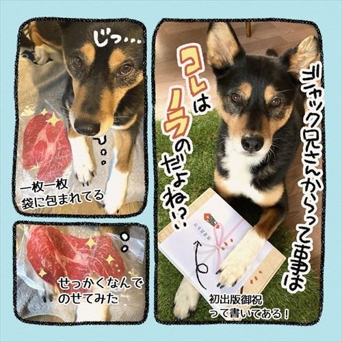 お盆にかえってきた愛犬