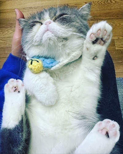 猫の肉球の自由研究