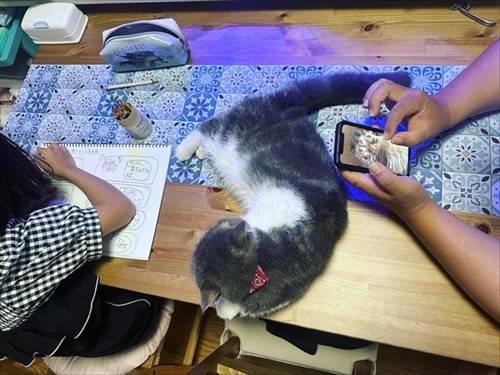 猫の肉球の自由研究