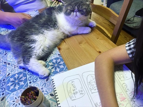 猫の肉球の自由研究