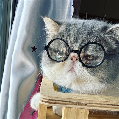 メガネの猫