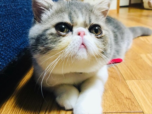 まんまるお顔