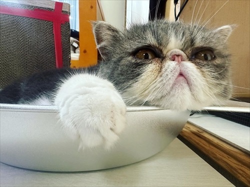 猫鍋