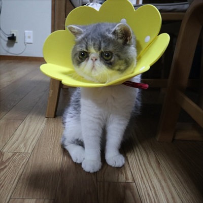 エリザベスカラーをつけた猫
