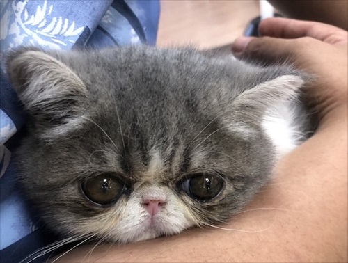 子猫時代