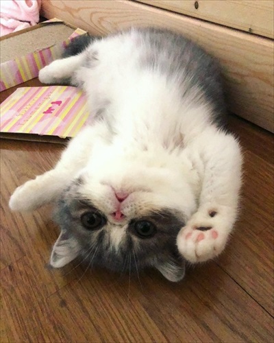お迎えしてすぐのころの猫