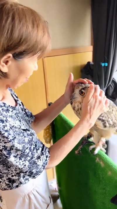 なでられるみみずく