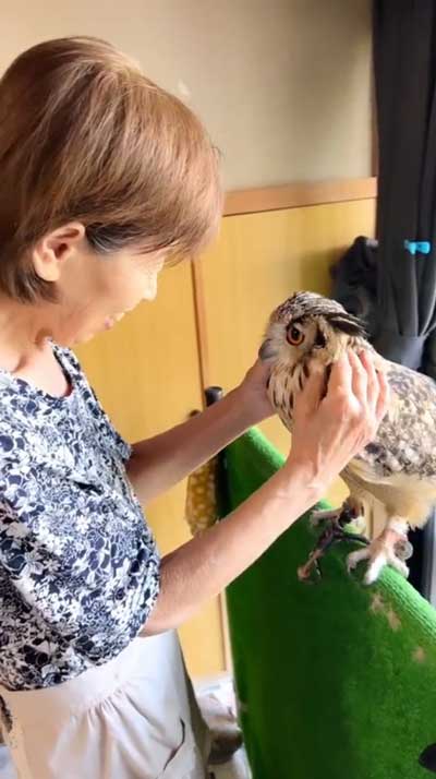 見つめあうおばあちゃんとみみずく