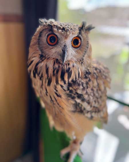 みみずく正面画像