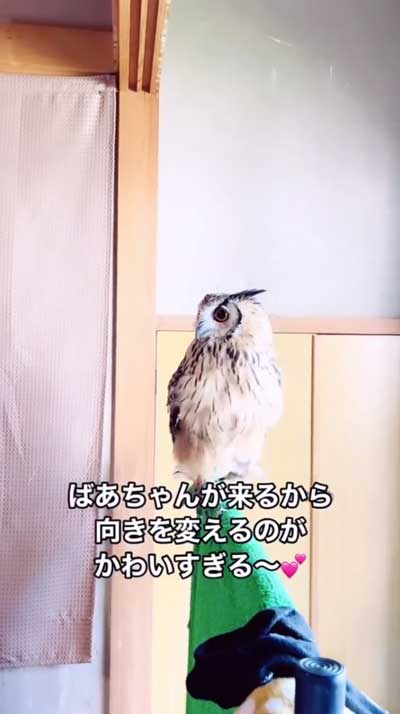 向きを変えるみみずく