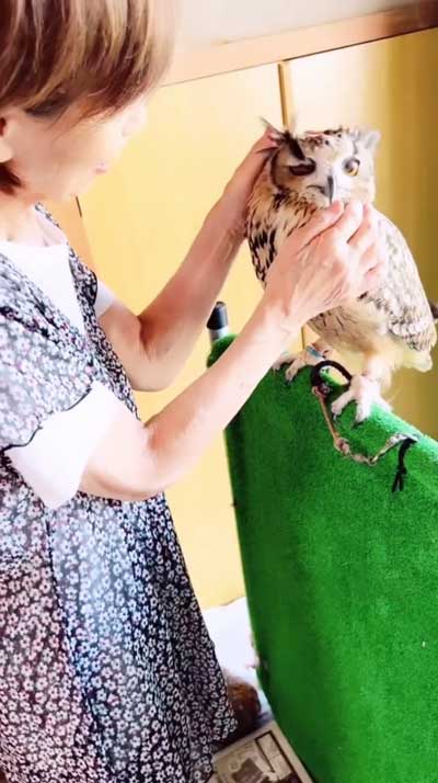 なでられるミミズク