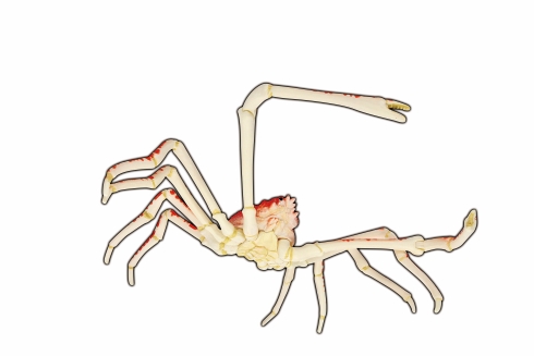 深海のひみつ　海底世界