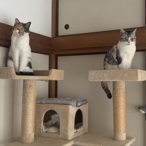 タワーの根の2匹