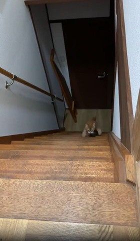 両手ひろげてのぼってくる猫