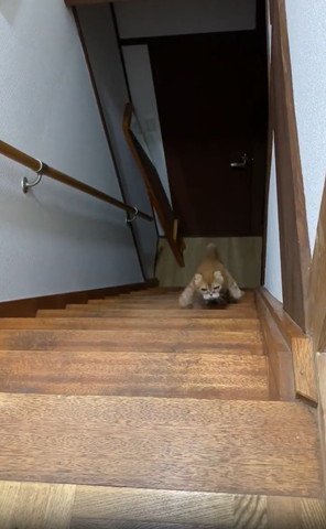 両手ひろげてのぼってくる猫中間地点