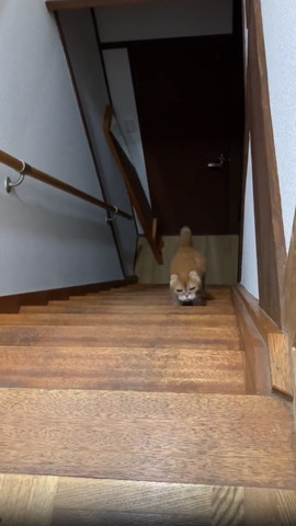 階段のぼってる猫