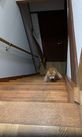 両手ひろげてのぼってくる猫上の方