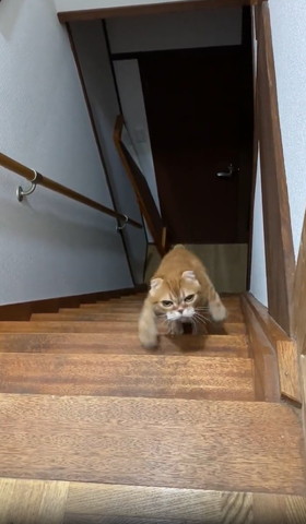 両手ひろげてのぼってくる猫アップめ